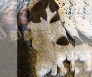 German Shorthaired Pointer Puppy for sale in WINCHESTER, IL, USA