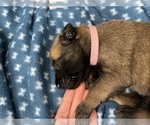 Small Photo #230 Belgian Malinois Puppy For Sale in REESEVILLE, WI, USA