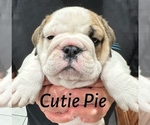 Puppy Cutie pie English Bulldog