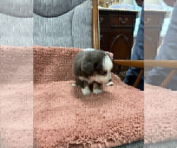 Medium Photo #4 Australian Shepherd Puppy For Sale in AUBURN, IN, USA