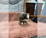 Small #3 Australian Shepherd