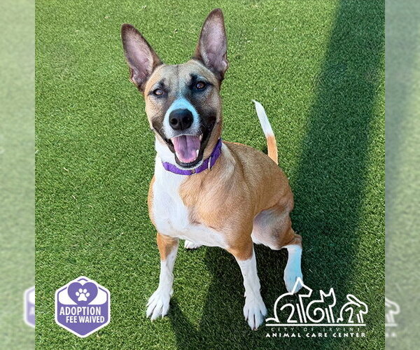 Medium Photo #2 Basenji-German Shepherd Dog Mix Puppy For Sale in Irvine, CA, USA