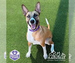Small #1 Basenji-German Shepherd Dog Mix