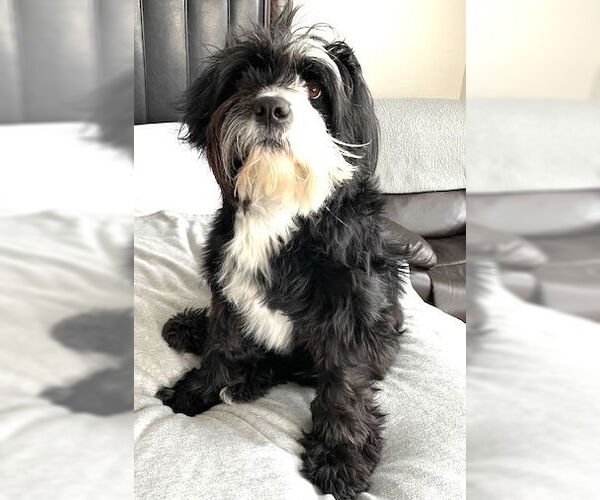 Medium Photo #3 Mutt Puppy For Sale in Cary, NC, USA