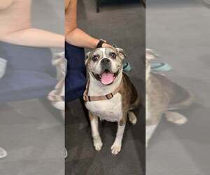 Sophie V - Silver Heart - Female Boxer Dog for Adoption - Photo #2