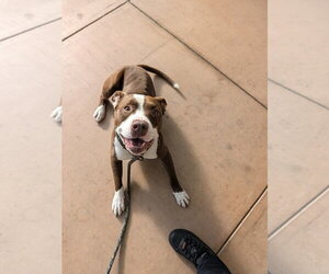 Maui - Male American Pit Bull Terrier Dog for Adoption - Photo #2