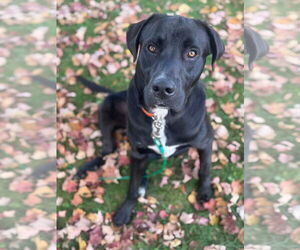 Labrador Retriever-Unknown Mix Dogs for adoption in Duluth, MN, USA