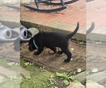 Puppy 3 Labrador Retriever