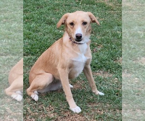 Labrador Retriever Dogs for adoption in SAN FRANCISCO, CA, USA