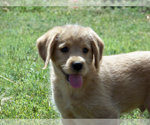 Labradoodle Puppy for sale in LITTLETON, CO, USA