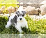 Puppy Stella Schnauzer (Miniature)