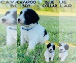 Puppy 3 Cavapoo