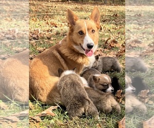 Mother of the Pembroke Welsh Corgi puppies born on 09/26/2023