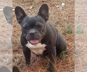 Mother of the French Bulldog puppies born on 10/21/2022