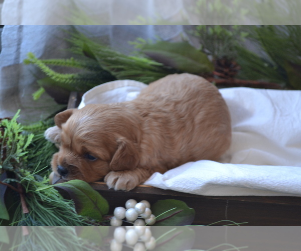 Medium Photo #4 Cavapoo (Miniature) Puppy For Sale in GREENWOOD, WI, USA