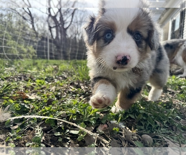 Medium Photo #9 Aussie-Corgi Puppy For Sale in ESPERANCE, NY, USA