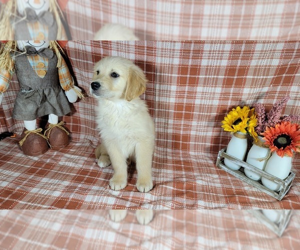Medium Photo #50 Golden Retriever Puppy For Sale in FALCON, CO, USA