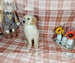 Small Photo #50 Golden Retriever Puppy For Sale in FALCON, CO, USA