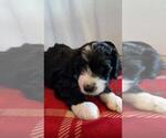 Small Photo #8 Bernedoodle Puppy For Sale in SPRINGFIELD, IL, USA