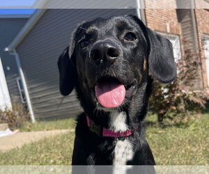 Labrenees Dogs for adoption in LAKE ST LOUIS, MO, USA