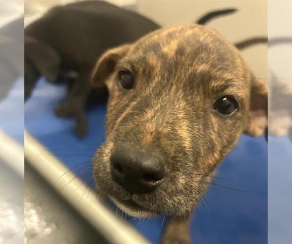 Medium Photo #1 American Staffordshire Terrier-Unknown Mix Puppy For Sale in San Antonio, TX, USA