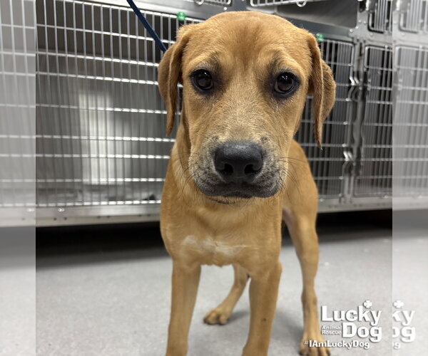 Medium Photo #2 Labrador Retriever-Unknown Mix Puppy For Sale in Washington, DC, USA