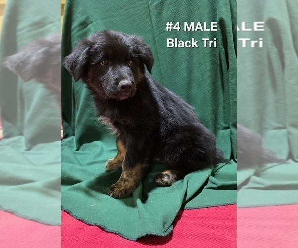 Medium Photo #15 Australian Shepherd Puppy For Sale in CLARKSVILLE, TX, USA