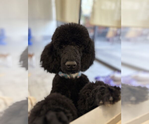 Medium Photo #2 Poodle (Standard) Puppy For Sale in Studio City, CA, USA