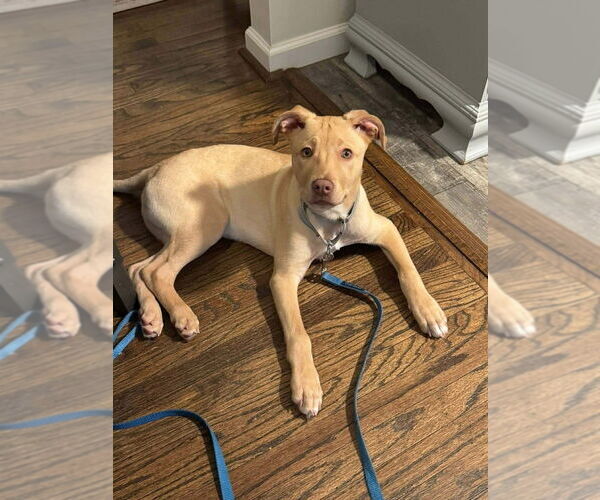 Medium Photo #9 Mutt Puppy For Sale in Wenonah, NJ, USA