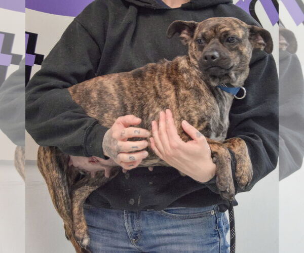 Medium Photo #2 Buggs Puppy For Sale in Huntley, IL, USA