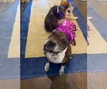 Small #4 Boxer Mix