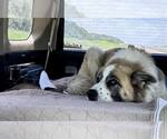Small #2 Great Pyrenees Mix