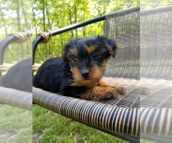 Medium Photo #6 Yorkshire Terrier Puppy For Sale in MCMINNVILLE, TN, USA
