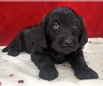 Puppy 2 Labradoodle
