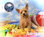 Small #2 Cairn Terrier