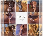 Puppy Hank Australian Shepherd