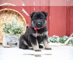 Puppy Skipper German Shepherd Dog
