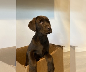 Labrador Retriever Puppy for sale in PUYALLUP, WA, USA