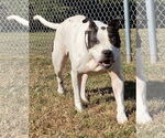 Small #3 American Pit Bull Terrier