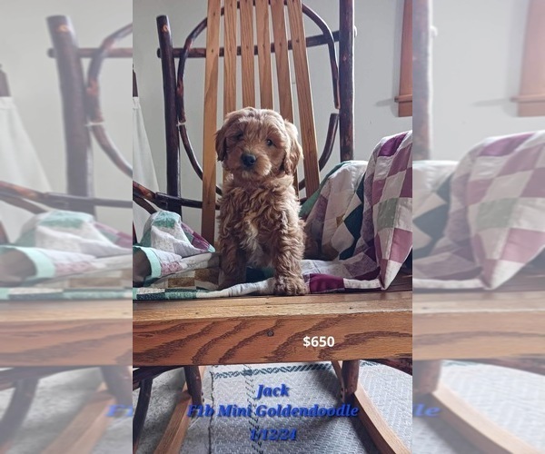 Medium Photo #3 Goldendoodle (Miniature) Puppy For Sale in TOPEKA, IN, USA