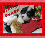 Small Photo #27 Pembroke Welsh Corgi Puppy For Sale in LOGAN, NM, USA