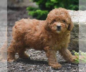 Goldendoodle (Miniature) Puppy for sale in CHRISTIANA, PA, USA
