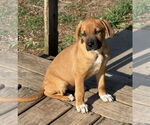 Small #3 Mutt