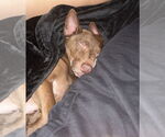 Small #6 Chiweenie