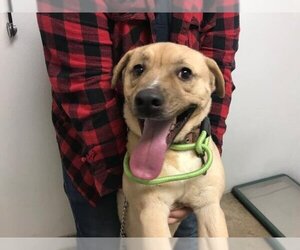 Labrador Retriever-Unknown Mix Dogs for adoption in Lawrence, KS, USA
