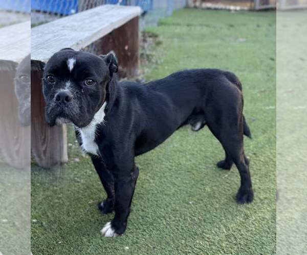 Medium Photo #3 Bulldog-Unknown Mix Puppy For Sale in Rowlett, TX, USA