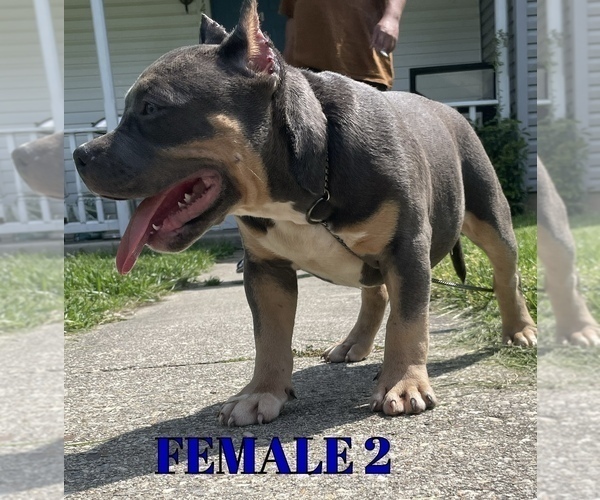 Medium Photo #3 American Bully Puppy For Sale in CALLAWAY, MD, USA
