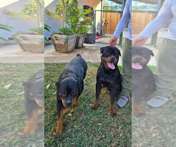 Medium Photo #1 Rottweiler Puppy For Sale in RESEDA, CA, USA