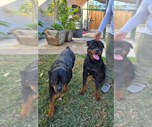 Father of the Rottweiler puppies born on 03/13/2025