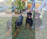Small Photo #1 Rottweiler Puppy For Sale in RESEDA, CA, USA